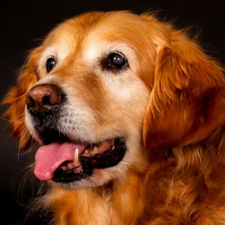 Kids Card Factory Pet Portrait Photoshoot Gift Experience Day