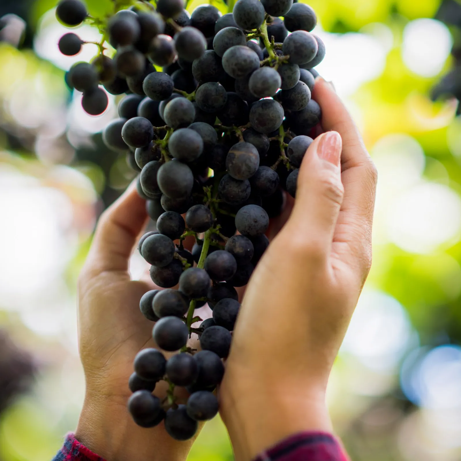 Card Factory Vineyard & Distillery Tours & Tastings Gift Experience Day