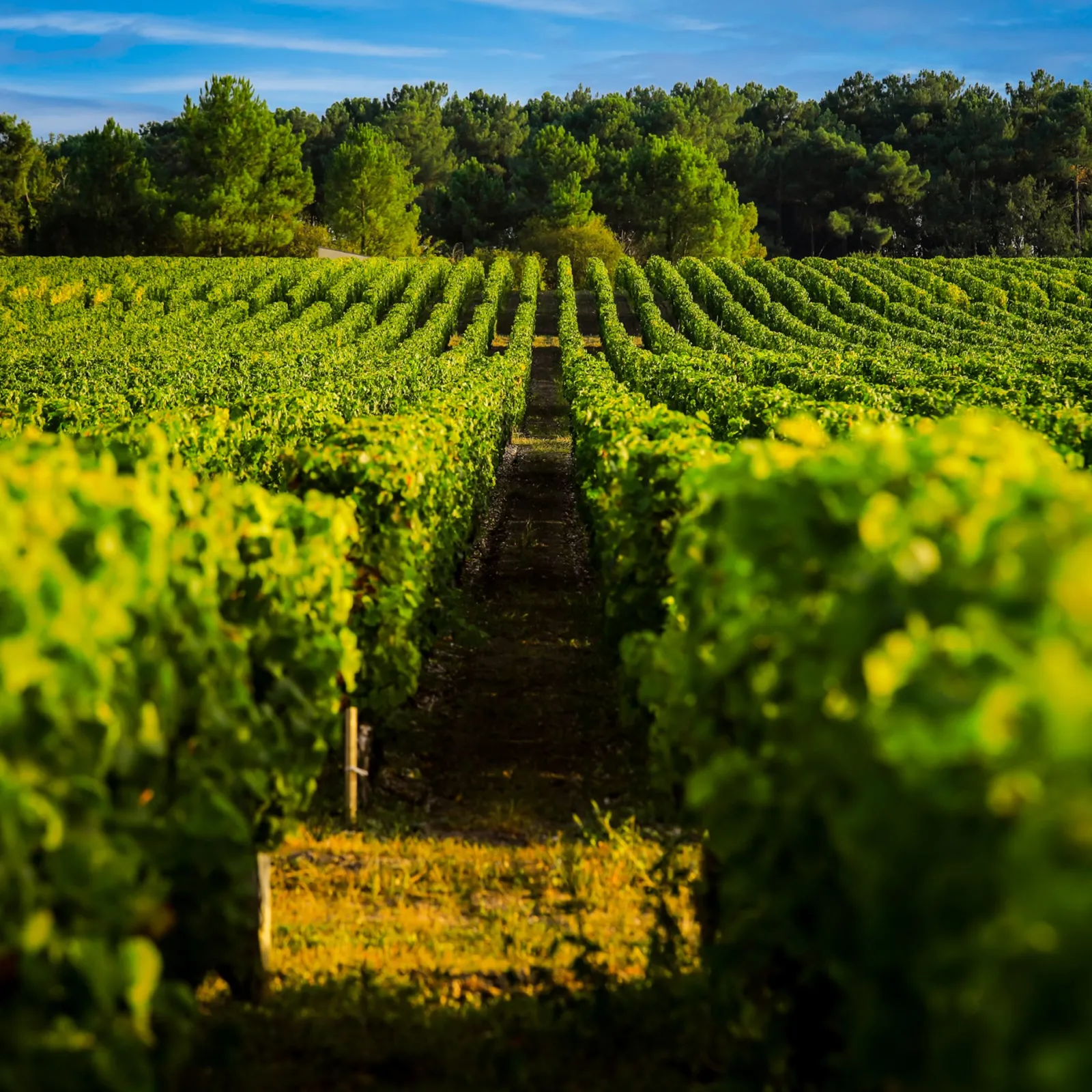 Card Factory Vineyard & Distillery Tours & Tastings Gift Experience Day